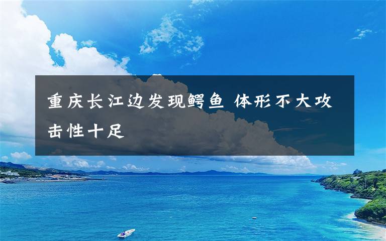 重庆长江边发现鳄鱼 体形不大攻击性十足