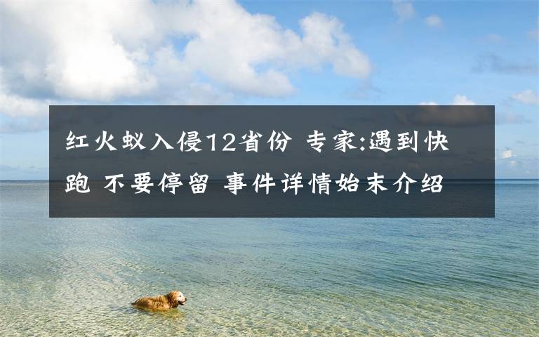 红火蚁入侵12省份 专家:遇到快跑 不要停留 事件详情始末介绍！