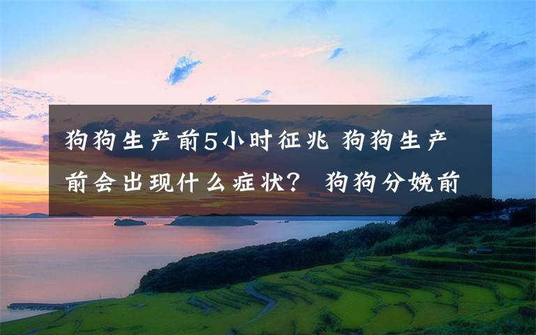 狗狗生产前5小时征兆 狗狗生产前会出现什么症状？ 狗狗分娩前的征兆