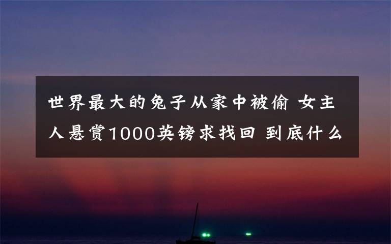 世界最大的兔子从家中被偷 女主人悬赏1000英镑求找回 到底什么情况呢？