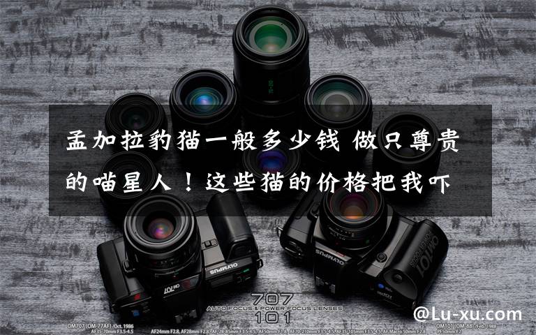 孟加拉豹猫一般多少钱 做只尊贵的喵星人！这些猫的价格把我吓哭了！