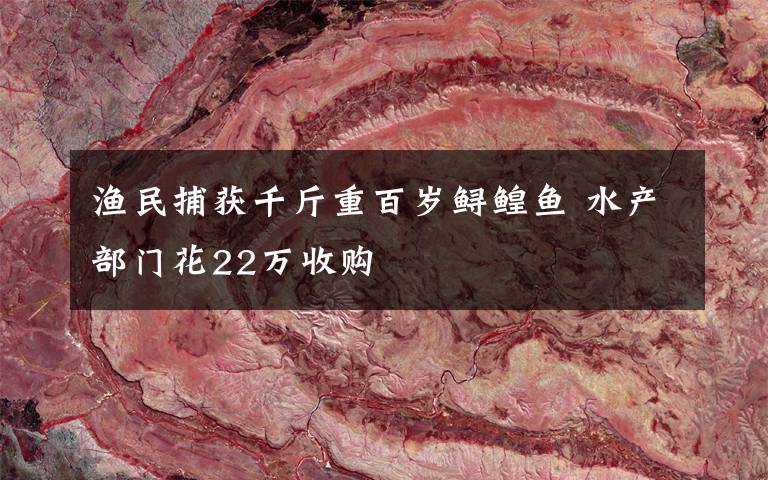 渔民捕获千斤重百岁鲟鳇鱼 水产部门花22万收购