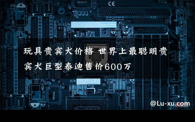 玩具贵宾犬价格 世界上最聪明贵宾犬巨型泰迪售价600万