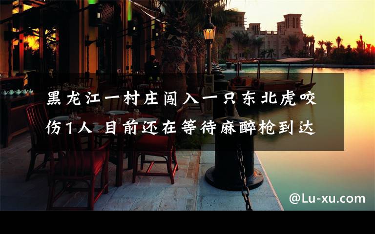 黑龙江一村庄闯入一只东北虎咬伤1人 目前还在等待麻醉枪到达现场 到底什么情况呢？
