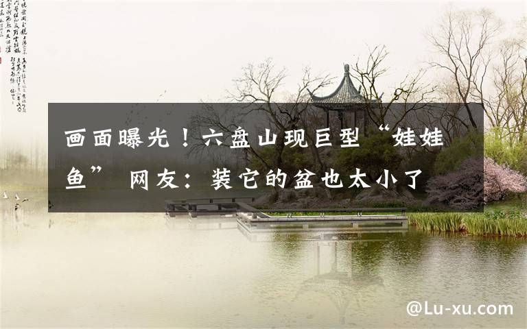画面曝光！六盘山现巨型“娃娃鱼” 网友：装它的盆也太小了