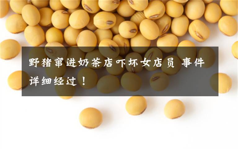 野猪窜进奶茶店吓坏女店员 事件详细经过！