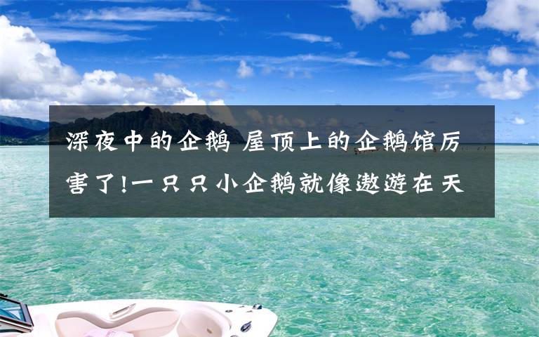 深夜中的企鹅 屋顶上的企鹅馆厉害了!一只只小企鹅就像遨游在天空中超级萌