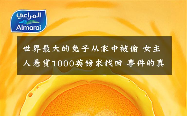 世界最大的兔子从家中被偷 女主人悬赏1000英镑求找回 事件的真相是什么？
