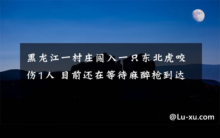 黑龙江一村庄闯入一只东北虎咬伤1人 目前还在等待麻醉枪到达现场 真相到底是怎样的？