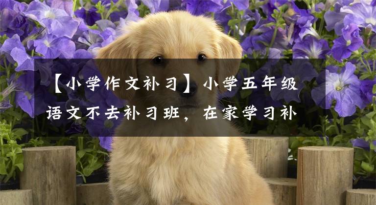 【小学作文补习】小学五年级语文不去补习班，在家学习补习班的好方法是什么？