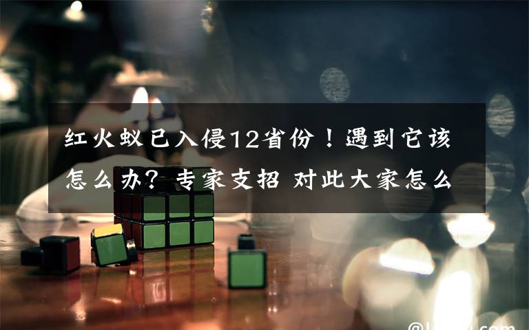 红火蚁已入侵12省份！遇到它该怎么办？专家支招 对此大家怎么看？