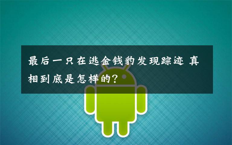 最后一只在逃金钱豹发现踪迹 真相到底是怎样的？