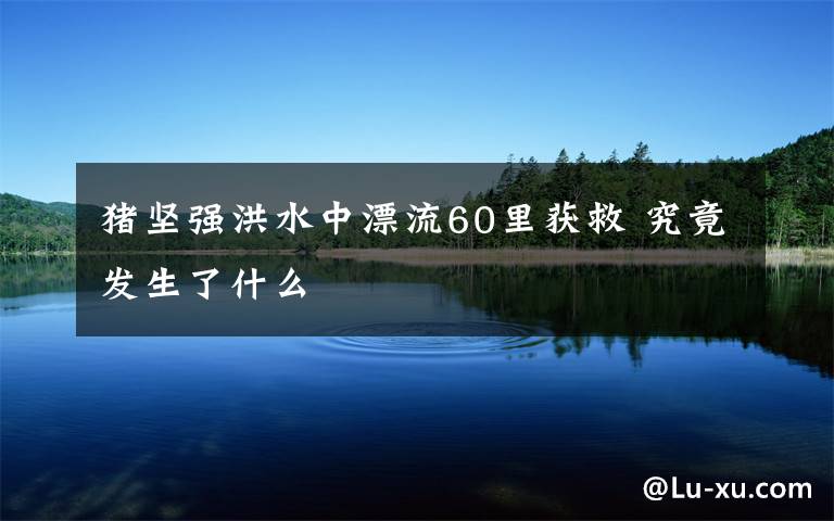 猪坚强洪水中漂流60里获救 究竟发生了什么