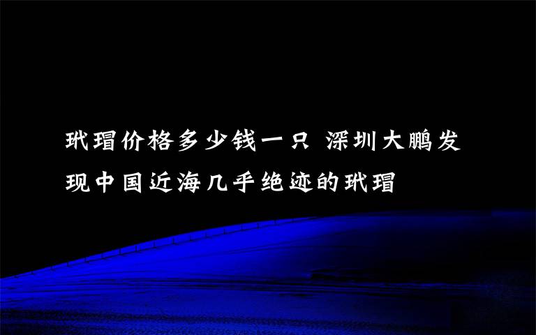 玳瑁价格多少钱一只 深圳大鹏发现中国近海几乎绝迹的玳瑁