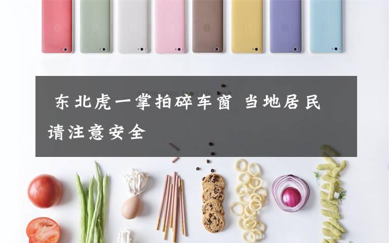  东北虎一掌拍碎车窗 当地居民请注意安全