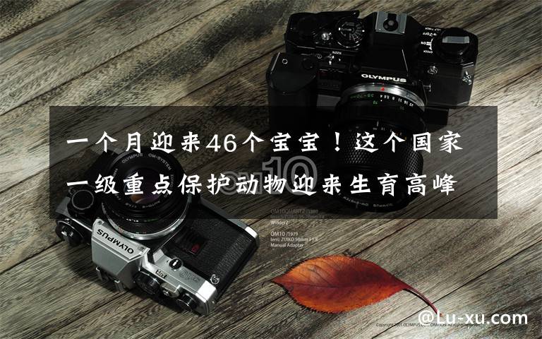 一个月迎来46个宝宝！这个国家一级重点保护动物迎来生育高峰