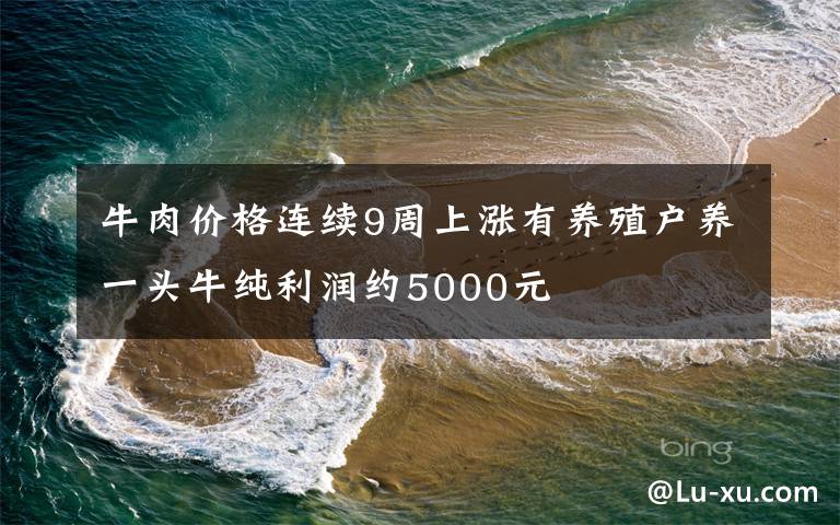 牛肉价格连续9周上涨有养殖户养一头牛纯利润约5000元