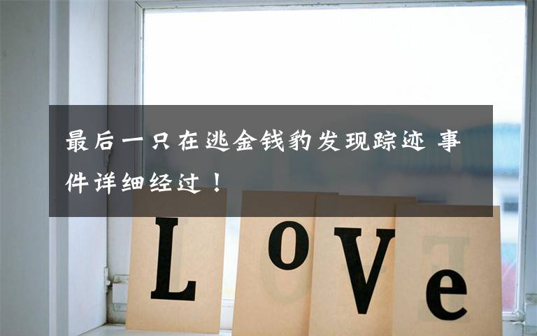 最后一只在逃金钱豹发现踪迹 事件详细经过！