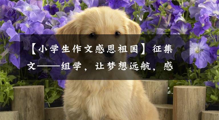 【小学生作文感恩祖国】征集文——组学，让梦想远航，感谢祖国的帮助
