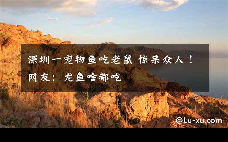 深圳一宠物鱼吃老鼠 惊呆众人！网友：龙鱼啥都吃