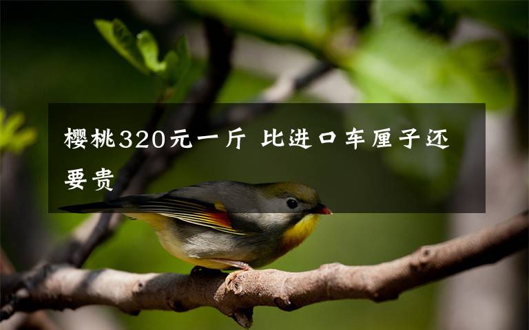 樱桃320元一斤 比进口车厘子还要贵