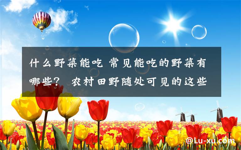什么野菜能吃 常见能吃的野菜有哪些？ 农村田野随处可见的这些美味错过了太可惜