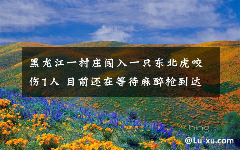 黑龙江一村庄闯入一只东北虎咬伤1人 目前还在等待麻醉枪到达现场 事情的详情始末是怎么样了！