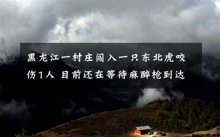 黑龙江一村庄闯入一只东北虎咬伤1人 目前还在等待麻醉枪到达现场 还原事发经过及背后原因！