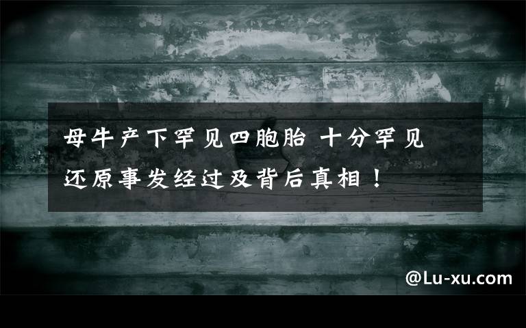 母牛产下罕见四胞胎 十分罕见 还原事发经过及背后真相！