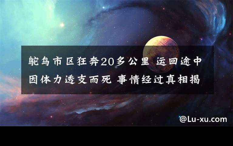 鸵鸟市区狂奔20多公里 运回途中因体力透支而死 事情经过真相揭秘！