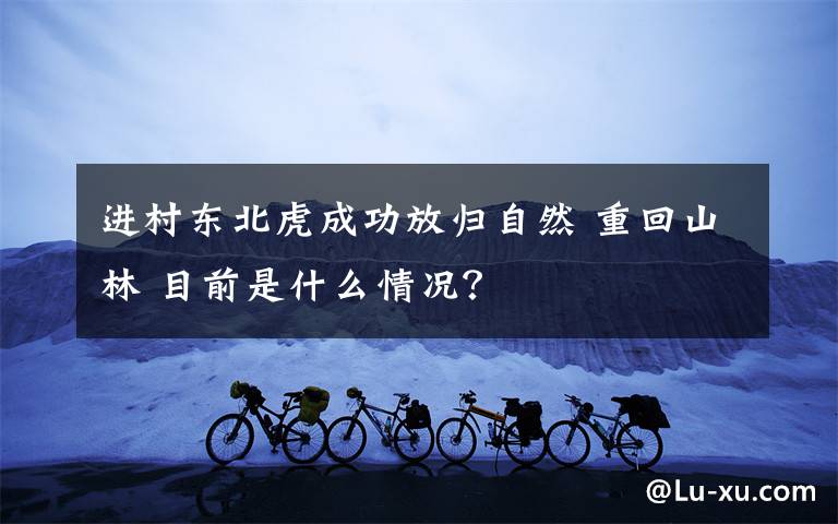 进村东北虎成功放归自然 重回山林 目前是什么情况？