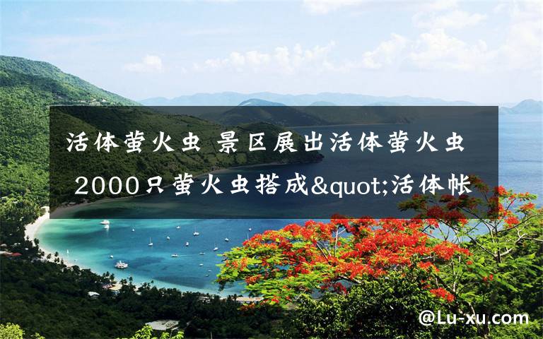 活体萤火虫 景区展出活体萤火虫 2000只萤火虫搭成"活体帐篷"网友看后心痛