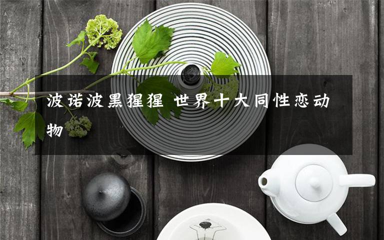 波诺波黑猩猩 世界十大同性恋动物