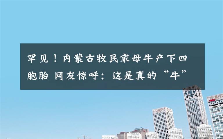 罕见！内蒙古牧民家母牛产下四胞胎 网友惊呼：这是真的“牛”