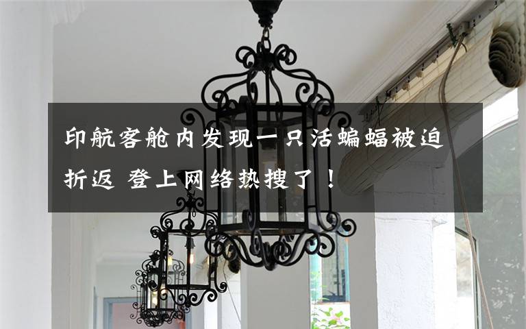 印航客舱内发现一只活蝙蝠被迫折返 登上网络热搜了！