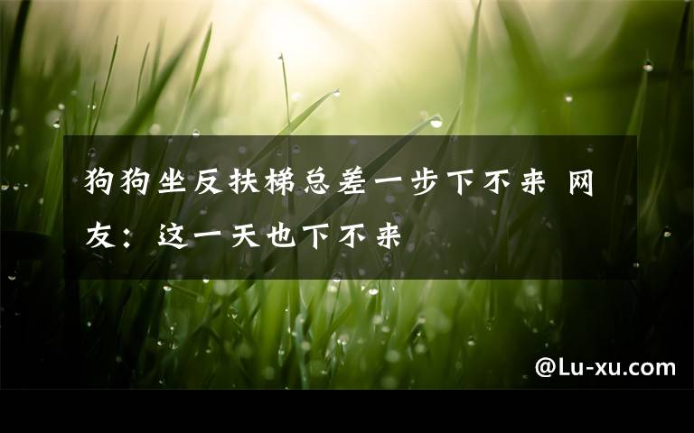 狗狗坐反扶梯总差一步下不来 网友：这一天也下不来