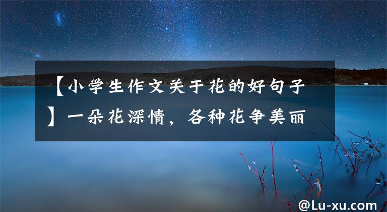 【小学生作文关于花的好句子】一朵花深情，各种花争美丽，万紫千红岁月好，有情，有爱，有快乐。(孔子、论语、爱情)