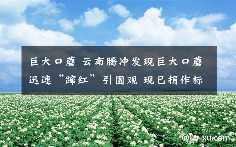 巨大口蘑 云南腾冲发现巨大口蘑迅速“蹿红”引围观 现已捐作标本