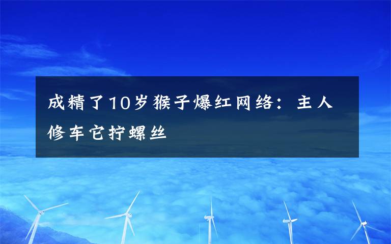 成精了10岁猴子爆红网络：主人修车它拧螺丝