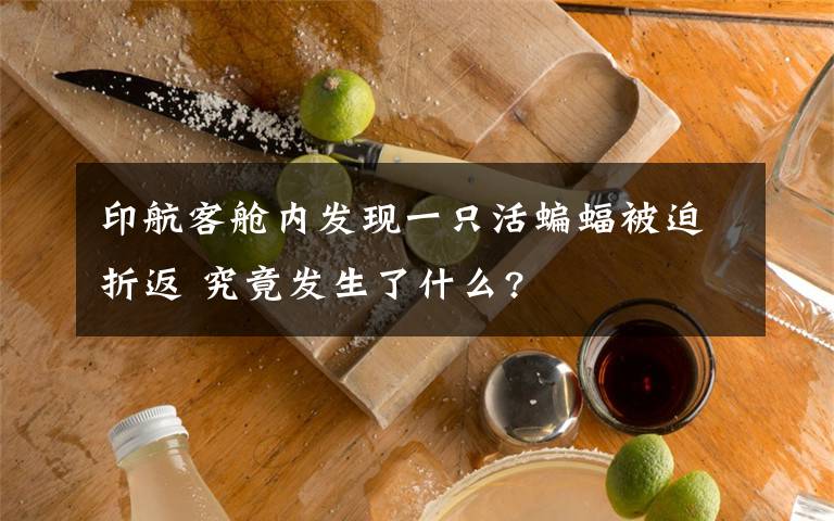 印航客舱内发现一只活蝙蝠被迫折返 究竟发生了什么?