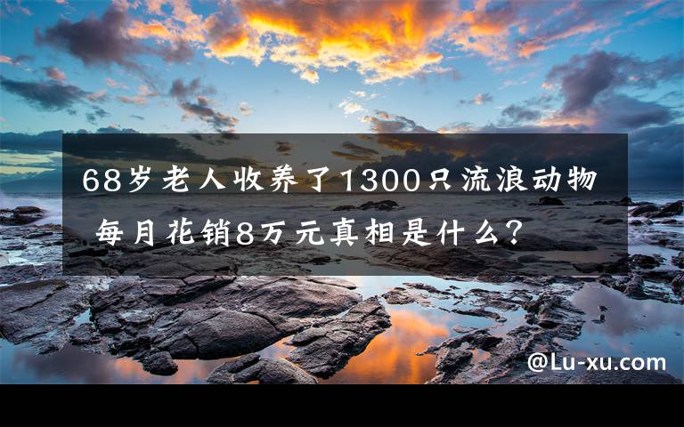 68岁老人收养了1300只流浪动物 每月花销8万元真相是什么？