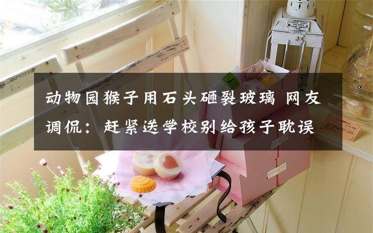 动物园猴子用石头砸裂玻璃 网友调侃：赶紧送学校别给孩子耽误了