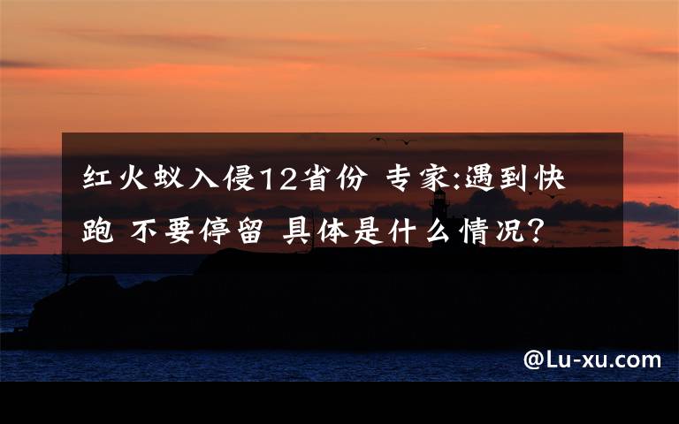 红火蚁入侵12省份 专家:遇到快跑 不要停留 具体是什么情况？
