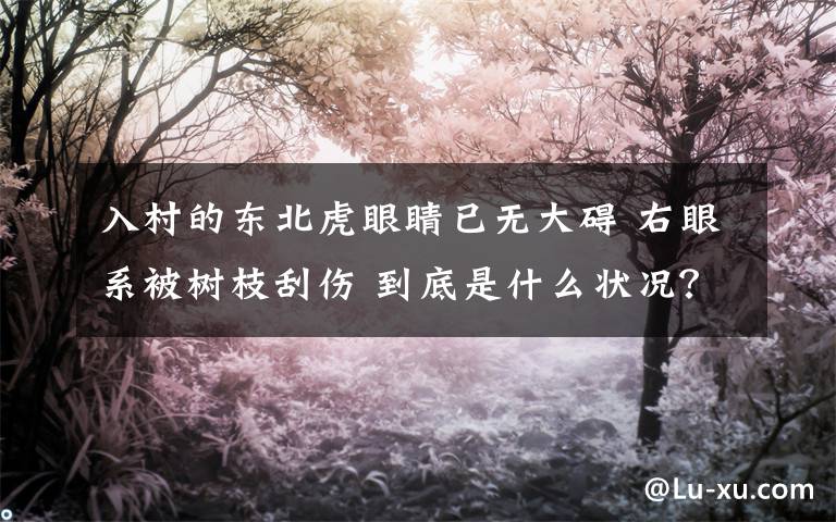 入村的东北虎眼睛已无大碍 右眼系被树枝刮伤 到底是什么状况？