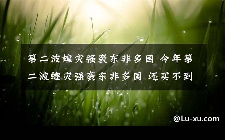 第二波蝗灾强袭东非多国 今年第二波蝗灾强袭东非多国 还买不到杀虫剂