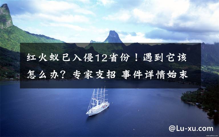 红火蚁已入侵12省份！遇到它该怎么办？专家支招 事件详情始末介绍！