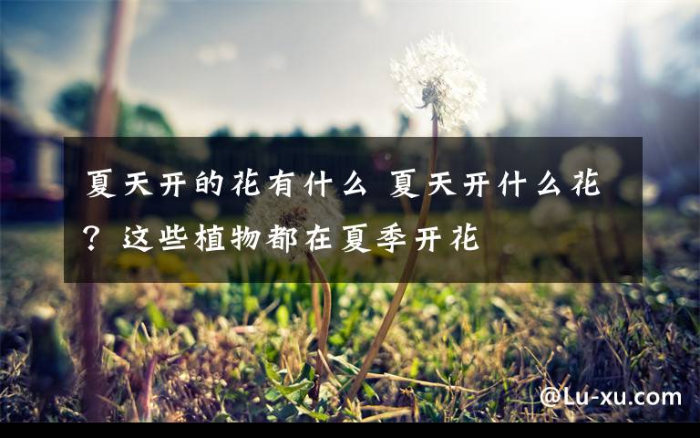 夏天开的花有什么 夏天开什么花？这些植物都在夏季开花