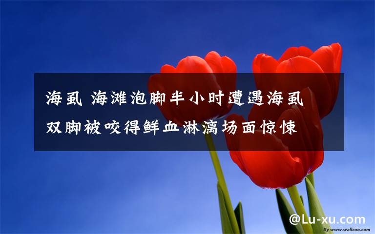 海虱 海滩泡脚半小时遭遇海虱 双脚被咬得鲜血淋漓场面惊悚