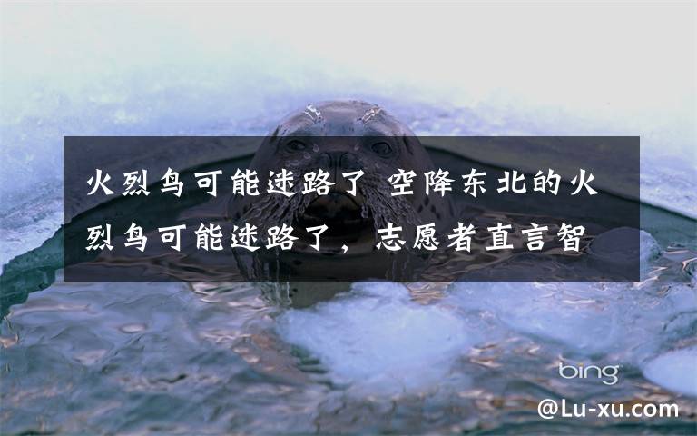 火烈鸟可能迷路了 空降东北的火烈鸟可能迷路了，志愿者直言智商不高，网友说出它的心声