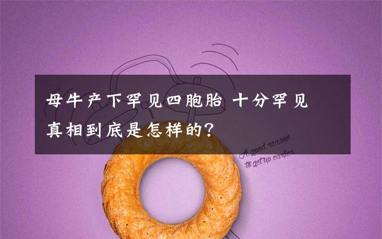 母牛产下罕见四胞胎 十分罕见 真相到底是怎样的？